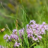 Majčina dušica (majčina dušica): korisna svojstva i kontraindikacije za žene i muškarce, šta liječi